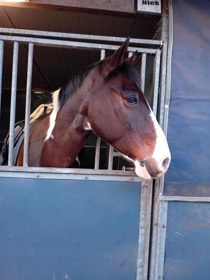 Verzorg pony/paard gezocht ,verzorger aangeboden, Dieren en Toebehoren, Paarden en Pony's | Verzorgingsproducten, Ophalen of Verzenden