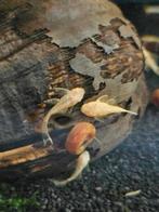 Ancistrus albino  longfin, Dieren en Toebehoren, Vissen | Aquariumvissen, Vis