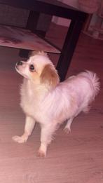 Volledig Chihuahua pup reutje, Dieren en Toebehoren, Ophalen of Verzenden