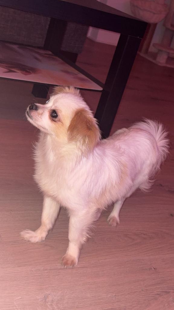 Volledig Chihuahua pup reutje, Dieren en Toebehoren, Honden-accessoires, Ophalen of Verzenden