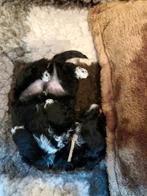Maltipoo pups, Dieren en Toebehoren, 8 tot 15 weken, Meerdere, Nederland, Fokker | Hobbymatig