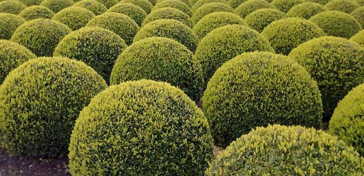 Buxus Sempervirens bolvormen in diverse maten, Tuin en Terras, Planten | Tuinplanten, Overige soorten, Halfschaduw, Bloeit niet