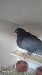 Laudinos, Dieren en Toebehoren, Meerdere dieren, Postduif