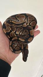 Wildkleur het clown man 2024 kalm beestje ball python, Slang, 0 tot 2 jaar