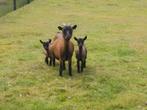 Moeder geit met 2 lammetjes, geitjes, Vrouwelijk, Geit