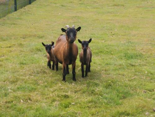 Moeder geit met 2 lammetjes, geitjes, Dieren en Toebehoren, Schapen, Geiten en Varkens, Geit, Vrouwelijk