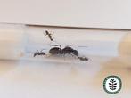 Camponotus sylvaticus 1 tot 10 werksters!, Dieren en Toebehoren, Mieren