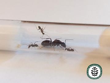 Camponotus sylvaticus 1 tot 10 werksters! beschikbaar voor biedingen