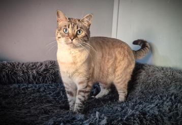 Lieve bengaal kater zoekt een nieuw thuis! beschikbaar voor biedingen