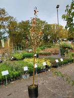 Amelanchier Robin Hill, Tuin en Terras, Planten | Bomen, Ophalen, In pot, Volle zon, Overige soorten