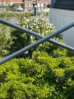 Witte hisbuscus Groot! MET SPOED WEG, Ophalen, Volle zon, Overige soorten, 100 tot 250 cm