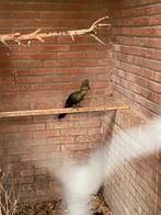 Groene Toerako, persa , mannelijk, Dieren en Toebehoren, Vogels | Overige Vogels, Mannelijk, Tropenvogel, Geringd