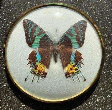 Urania Ripheus Vlinder Madagascar taxidermie ingelijst beschikbaar voor biedingen