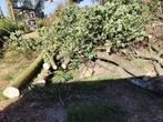 Stookhout: berk Acacia, kastanje, Tuin en Terras, Palen, Balken en Planken, Ophalen, Nieuw, Balken