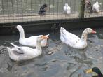 Boeren witte ganzen | Deskundig advies, Dieren en Toebehoren, Pluimvee, Meerdere dieren, Gans of Zwaan