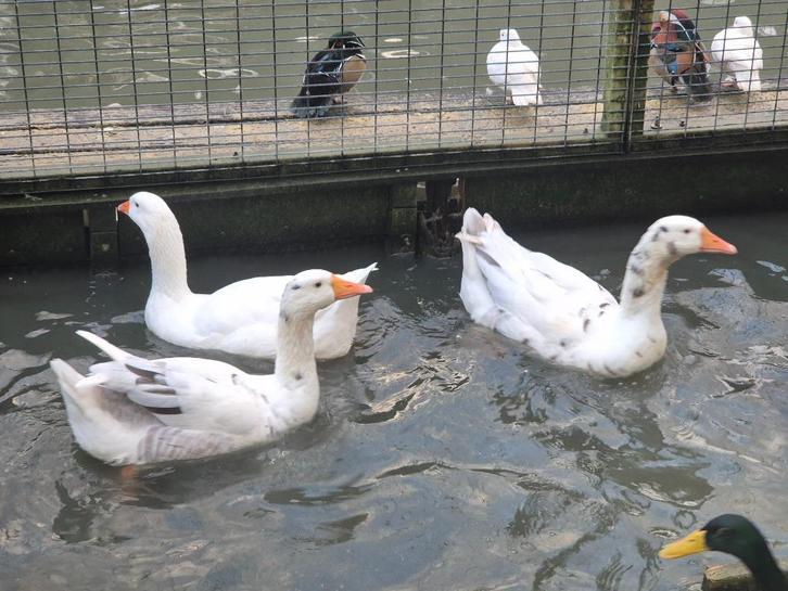 Boeren witte ganzen | Deskundig advies, Dieren en Toebehoren, Pluimvee, Gans of Zwaan, Meerdere dieren