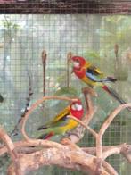 Rosella's, Meerdere dieren, Parkiet, Geringd