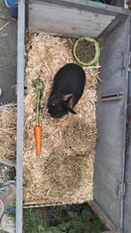 Konijn zoekt een goedhuisje, Dieren en Toebehoren, Ophalen of Verzenden, Minder dan 75 cm, Kooi, Minder dan 60 cm