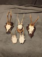 Set van 5 geweien op schildjes, Ophalen of Verzenden