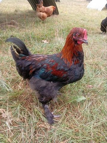 Marans haantje koperhals uit zeer donker ei beschikbaar voor biedingen