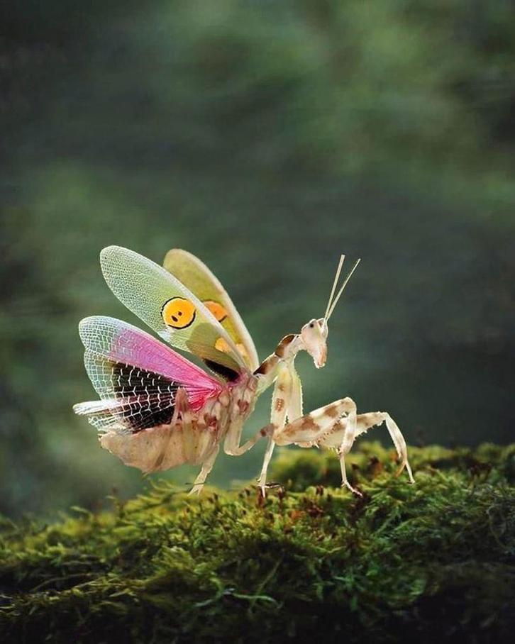 Jeweled Flower Mantis (creobroter gemmatus), Dieren en Toebehoren, Insecten en Spinnen, Sprinkhaan of Krekel