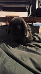 8maanden oud konijntje, Dieren en Toebehoren, Konijnen, Mannelijk, Dwerg