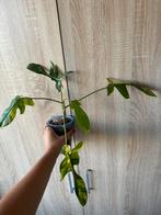 Philodendron Florida Beauty hele plant, Huis en Inrichting, Ophalen, Overige soorten, Minder dan 100 cm