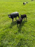 Stamboek  blauwe texelaar ooi met 2 lammeren