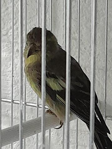 Amerikaanse Baardsijs pop GRATIS beschikbaar voor biedingen