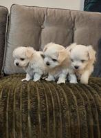 Maltezer pupies, Dieren en Toebehoren, Honden | Chihuahua's en Gezelschapshonden, Maltezer, Rabiës (hondsdolheid), Reu, 8 tot 15 weken