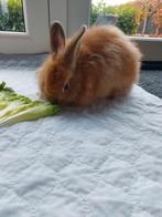 Dwergkonijn ram, Dieren en Toebehoren, Augustus, Mannelijk, Overige typen, Tam