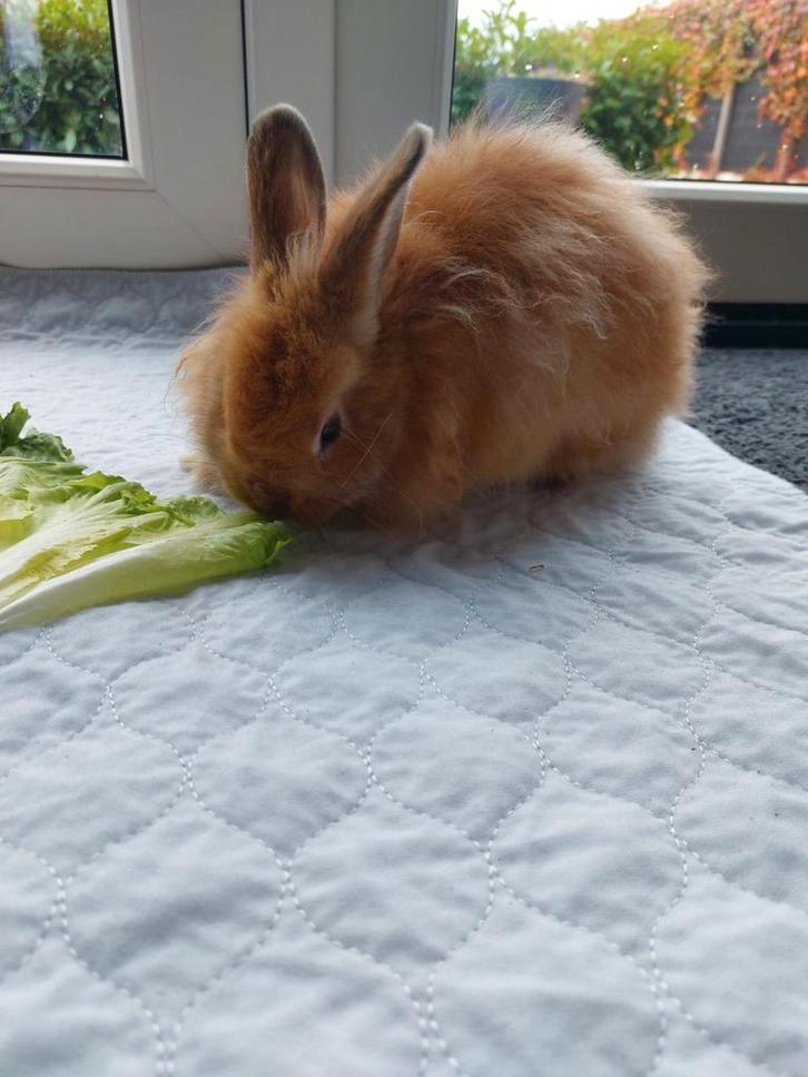 Dwergkonijn ram, Dieren en Toebehoren, Knaagdieren, Mannelijk, Overige typen, Augustus, Tam