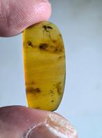 Birmees Amber (B) met insluiting van Diptera muskiet een twe, Verzenden, Fossiel
