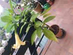 Mooie brugmansia steks/planten, Ophalen, Overige soorten, Volle zon