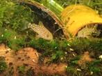 Hoplisoma knaacki nakweek(corydoras), Dieren en Toebehoren, Vis, Zoetwatervis, Schoolvis