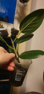 Ficus benghalensis, zeer sterk, voor binnen, Ophalen, Ficus, Halfschaduw, Minder dan 100 cm