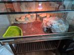 Glazen terrarium, Dieren en Toebehoren, Reptielen en Amfibieën | Toebehoren, Ophalen, Gebruikt