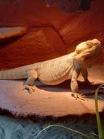 N.O.T.K. baardagamen inclusief terrarium., Hagedis, Met terrarium, 3 tot 6 jaar