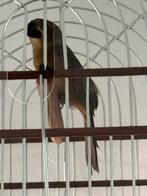 Twatwa half brasong, Dieren en Toebehoren, Vogels | Overige Vogels, Vrouwelijk, Tropenvogel
