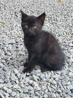 Kitten, Dieren en Toebehoren, Katten en Kittens | Overige Katten, Poes
