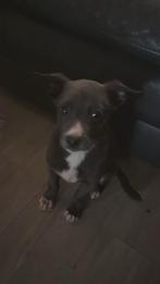 Pups te koop, Dieren en Toebehoren, Honden | Niet-rashonden, Rabiës (hondsdolheid), 15 weken tot 1 jaar, Reu, Eén hond