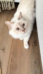 Heilige Birmaan met stamboom - incl krabpaal en kattenbak, Dieren en Toebehoren, Poes, Gechipt, 3 tot 5 jaar