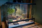 Compleet terrarium met dunvingergekko, Met terrarium, Overige soorten, 0 tot 2 jaar