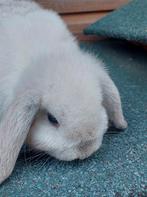 Hangoor konijntjes, Dieren en Toebehoren, Konijnen, Meerdere dieren, Middelgroot, Hangoor, 0 tot 2 jaar