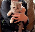 12 weken oude Britse korthaar kitten mooie kleur, Dieren en Toebehoren, Poes, Ontwormd, 0 tot 2 jaar