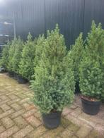 Picea conica kerstboompjes /kerstbomen te koop, Tuin en Terras, Volle zon, Minder dan 100 cm, Zomer, Overige soorten