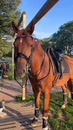 Stang en trens hoofdstel, Ophalen of Verzenden, Zo goed als nieuw, Dressuur