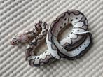1.0 Python regius VPI Axanthic killerclown nk25, Slang, Tam, 0 tot 2 jaar