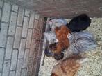 Kippen te koop, Meerdere dieren, Kip