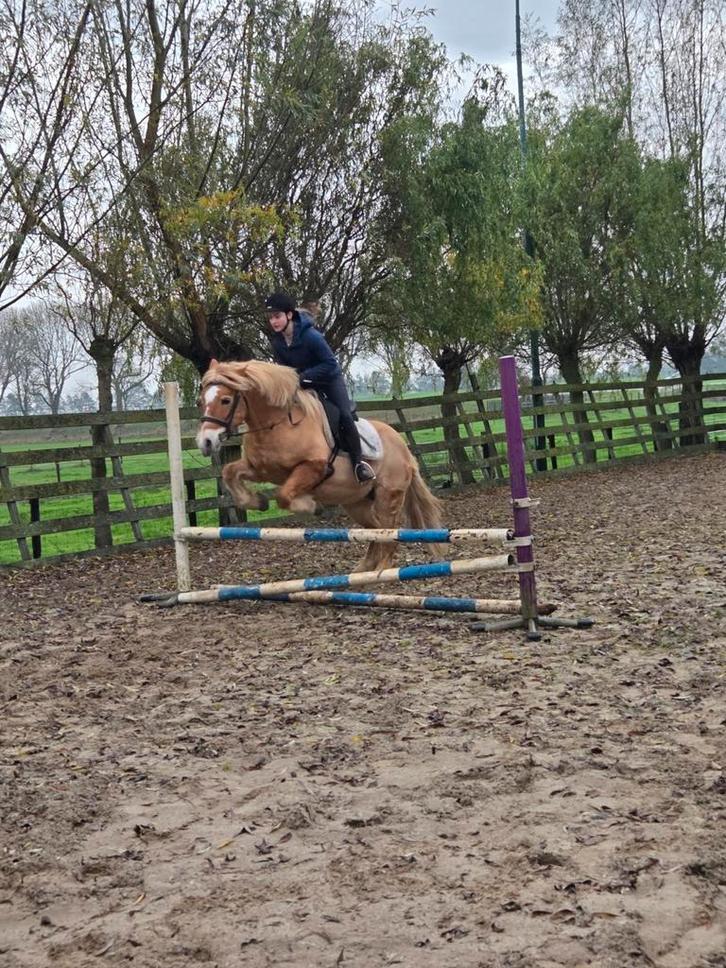 Bijrijder gezocht, Dieren en Toebehoren, Paarden en Pony's | Overige Paardenspullen, Nieuw, Ophalen